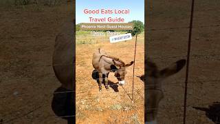 The Friendliest Donkeys at Phoenix Guest House in Llano, TX! 🏡🐴 #Shorts