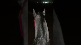 هني الغشيم الي لياذاق صدره غاب#بوح#قصيده#الخيل_العربيه#الفارس_نايف_السلمي#مربط_الصارم