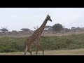 キリン アンボセリ国立公園 giraffe amboseli national park kenya