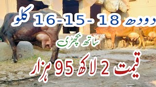 چولستانی ساہیوال جرسی فریزن کراس گاۓ Sahiwal Jersey Cholistani Friesen Cross Cow 28 February 2025