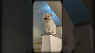 Meow Laughing Viral Video _ #meowvideos_#animalsvideo _#cutecatvideos ।।