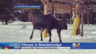 Moose Chases Snowboarders At Colorado Ski Resort