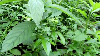 Capital Naturalist: Wild Petunia