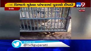 Junagadh: Leopard trapped in Keshod | Tv9GujaratiNews