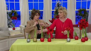 Cottage Farms Wax-Dipped Amaryllis Bulb on QVC