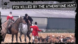 Fox killed by the Atherstone Hunt