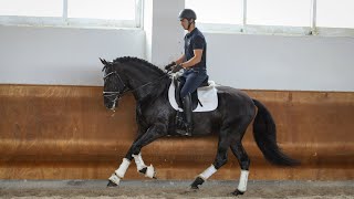 **SOLD** Young Talented Black Piro Free Star (REF#364)