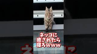 ネッコの動画で癒されたら寝ろｗｗｗ　#2ch #2chまとめ 動物スレ #2ch面白いスレ #動物 #犬 #猫 #癒やし #ねこ動画#ねこ