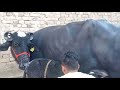 तीसरे बियात भैस 14 लीटर दूध तैयार 62 000 में आपके घर.. 👌 full milking video