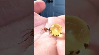 Big Mistake Moving Honeypot Ants