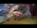 inside thailand s giant fish market river monsters