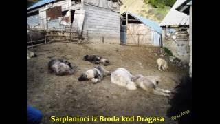 Sarplaninci iz Broda kod  Dragasa