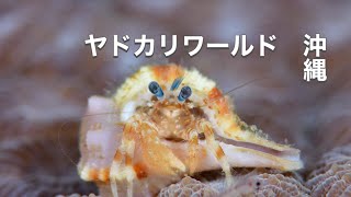 ヤドカリ撮影・沖縄ダイビング・ディーズパルス沖縄