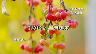 先秦时期老祖宗都吃什么水果？《诗经》里的水果