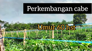 perkembangan cabe cmk lokal Indrapurareborn umur 60 hst