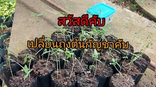 @ย้ายต้นกล้ากัญชา