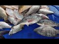 Amazing Fishing Video 2024