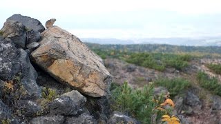 ナキウサギ　３  Japanese Pikas Calling Out : Cute animals in Nature