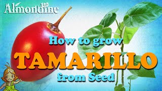 Grow TAMARILLO from Seed  |  Almondine