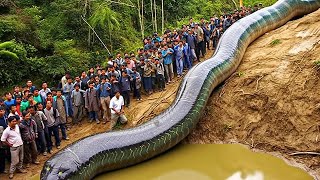 অবশেষে খোঁজ পাওয়া গেল দুনিয়ার সবচেয়ে বড় সাপের, সাপটি বেঁচে থাকলে পুরো দেশ গিলে খেত