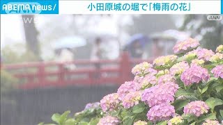 小田原城　お堀の「梅雨の花」にも容赦ない雨　3日からライトアップも(2023年6月2日)