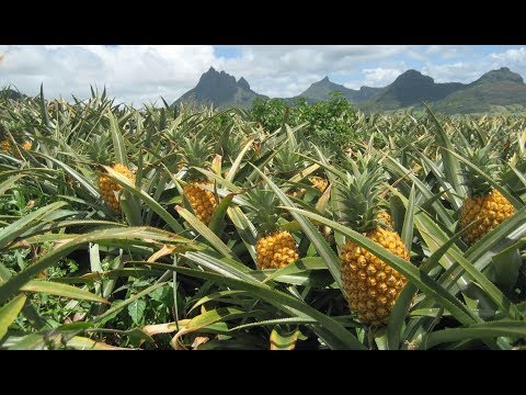 Pineapple Harvest Youtube