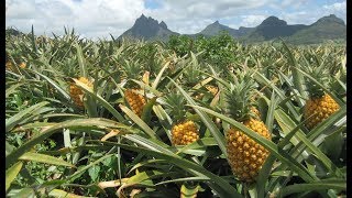 Pineapple Harvest