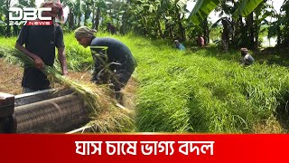 ঘাস চাষে ভাগ্য বদল | DBC NEWS Special