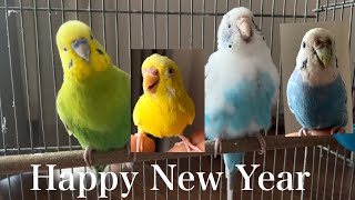 【Happy New Year🎍】セキセイインコ一家  #vlog #セキセイインコ