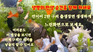 쉿, 조용히, 구피가 새끼를 낳고 있어요. 생명의 탄생, 출산징후