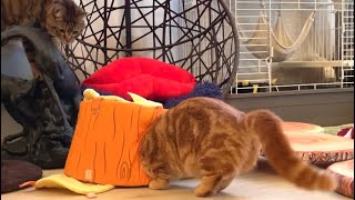 ストーカー関係だった先住猫と子猫に変化が…！！【子猫と保護猫】munchkin kitten