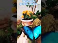 Inside the world’s largest indoor butterfly garden in Dubai #qurankareem #2024 #viralvideo #nature