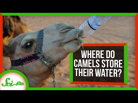 Where do camels store?