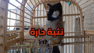 تغريد انثى بلبل حارة لفتح البلابل الوحشية الساكتة