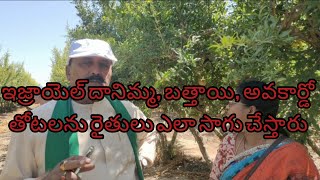 ఇజ్రాయెల్ దానిమ్మ, బత్తాయి, అవకార్డో తోటలను రైతులు ఎలా సాగు చేస్తారు|| ఎన్. నందా రెడ్డి , 9849488889