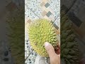 cara buka buah durian tanpa alat #shorts