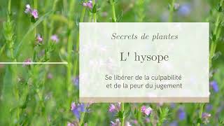 L'hysope officinale : pour se libérer de la culpabilité et la peur du jugement