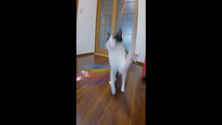 【一本釣り】見事に食いつく猫#shorts