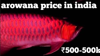 Arowana price in india... வாஸ்து மீன்களின் விலை பட்டியல்