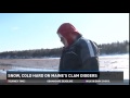 clam diggers in maine struggle against the snow