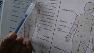 Parts of the Human Body Anterior View and Posterior View