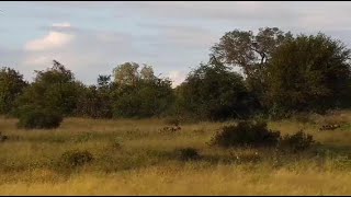 Djuma: Two African Wild Painted Dogs pass through on a mission - 04/24/20