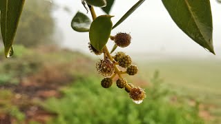 മൂന്നാർ ഒന്നും അല്ല ഞമ്മുടെ സ്വന്തം റാസ് അൽ ഖൈമ /Ras al khaima beauty of nature