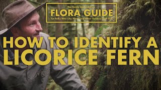 Licorice Ferns - How to Identify Them!  || Nerdy About Nature Flora Guide