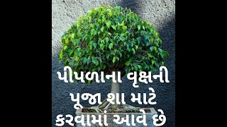 Pipalana Vrukshni pooja sha mate karvama ave chhe(પીપળાના વૃક્ષની પૂજા શા માટે કરવામાં આવે છે)હીર