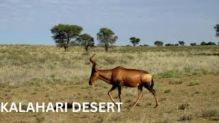 Kalahari Desert  wildlife 4k Full Documentary