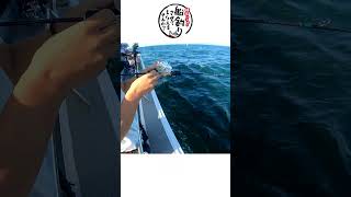 タチウオの釣り方講座やってると… #shorts