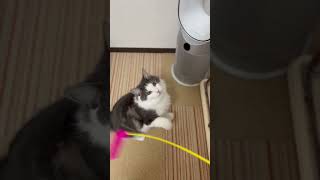 高速猫パンチ炸裂です