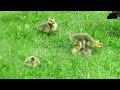 canada geese chicks 2020　カナダガンの雛