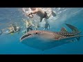 whale🐳 with diverse 💦😱 whale sound #shorts #shortvideo #whale #trending #whaleshark #whatsappstatus